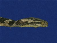 大頭蛇藏品圖，第8張
